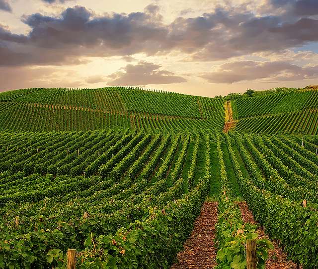 Blick über leuchtend grüne Weinberge vor einer späktakulären Wolkenformation.