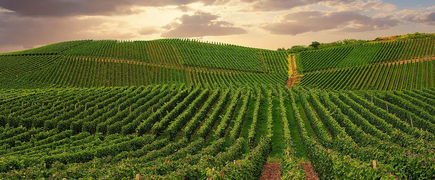 Blick über leuchtend grüne Weinberge vor einer späktakulären Wolkenformation.