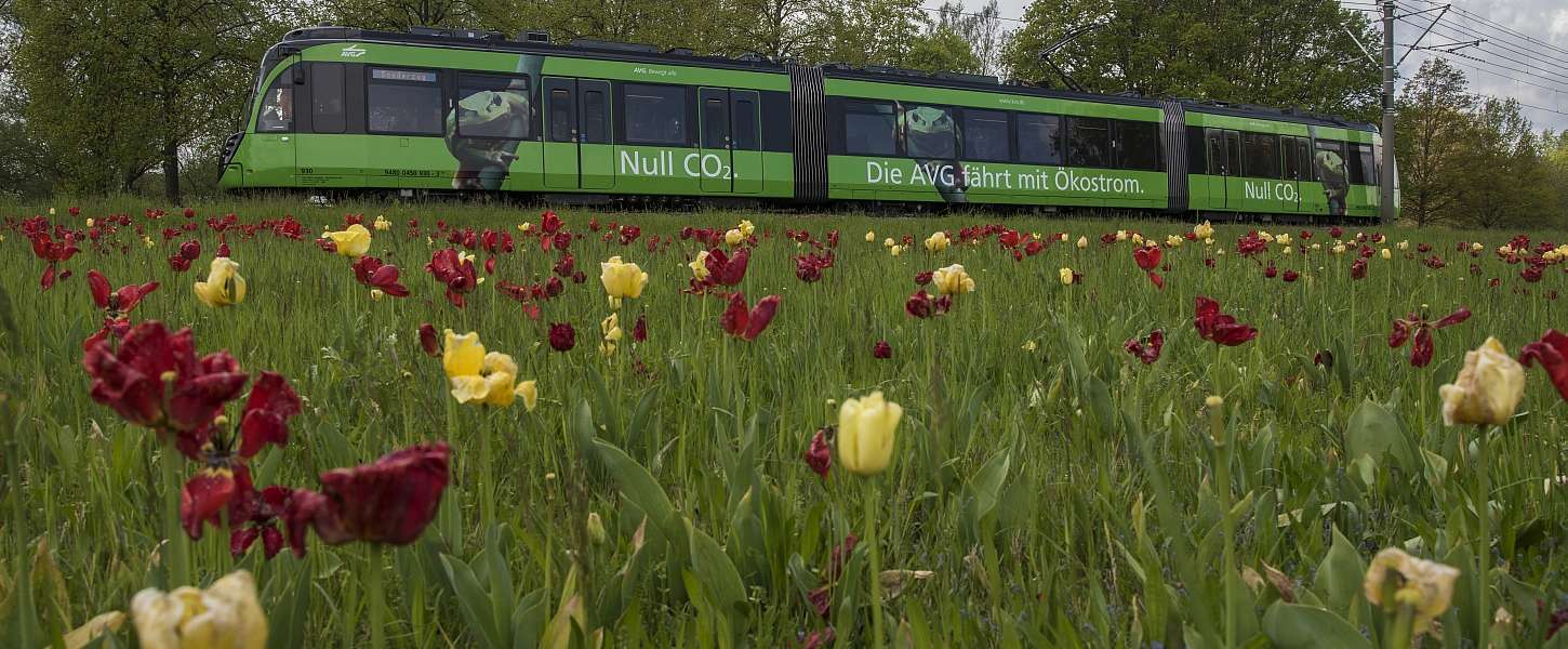 Eine grüne Straßenbahn mit der Aufschrift "Die AVG fährt mit Ökostrom" fährt durch eine blühende Frühlingslandschaft.