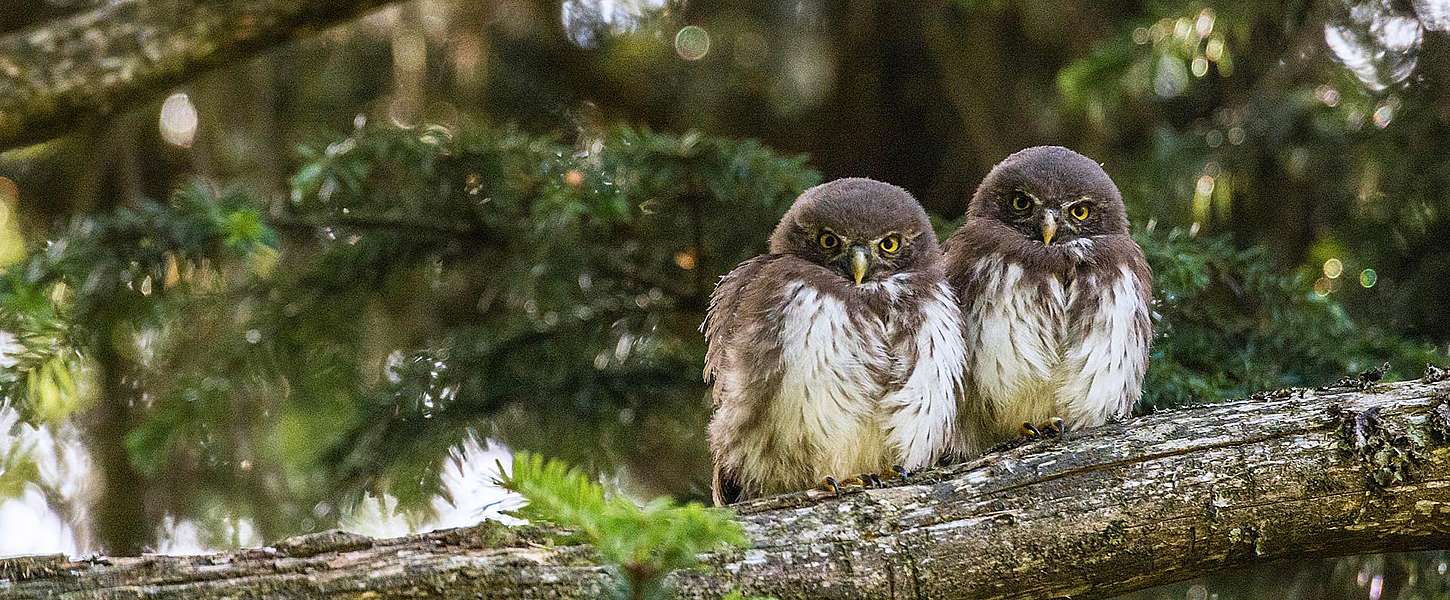 Zwei Eulen mit aufgebauschten Federn sitzen auf einem Ast im Wald.