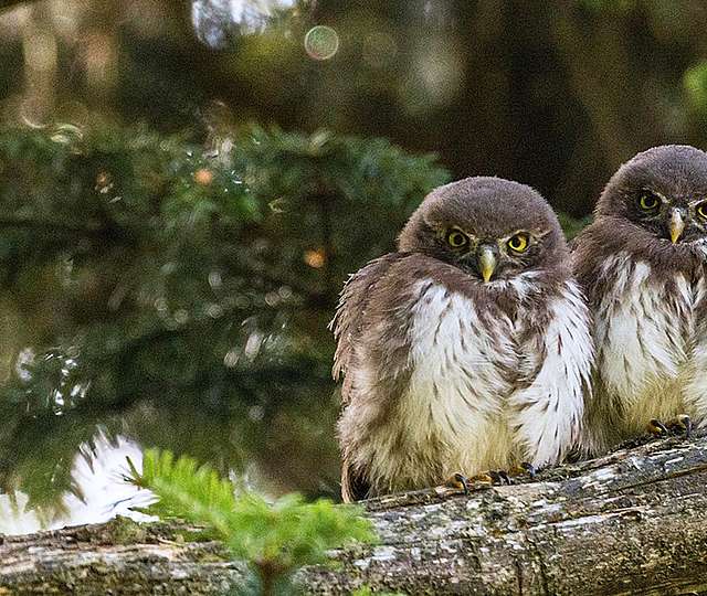 Zwei Eulen mit aufgebauschten Federn sitzen auf einem Ast im Wald.